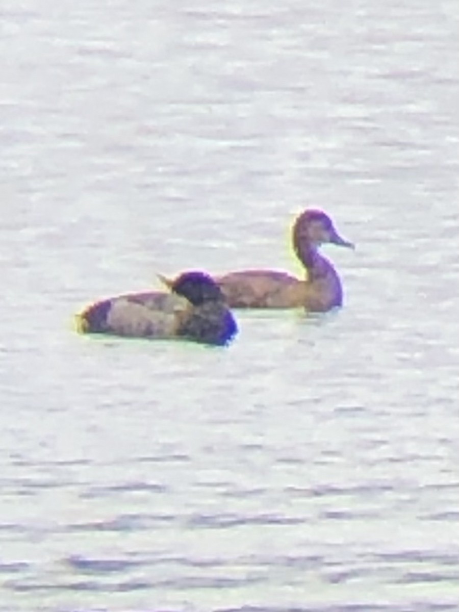 Greater Scaup - ML608357895