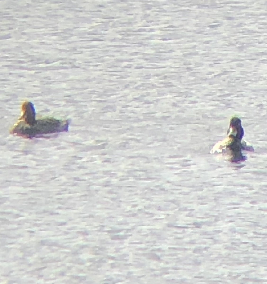 Greater Scaup - ML608357896
