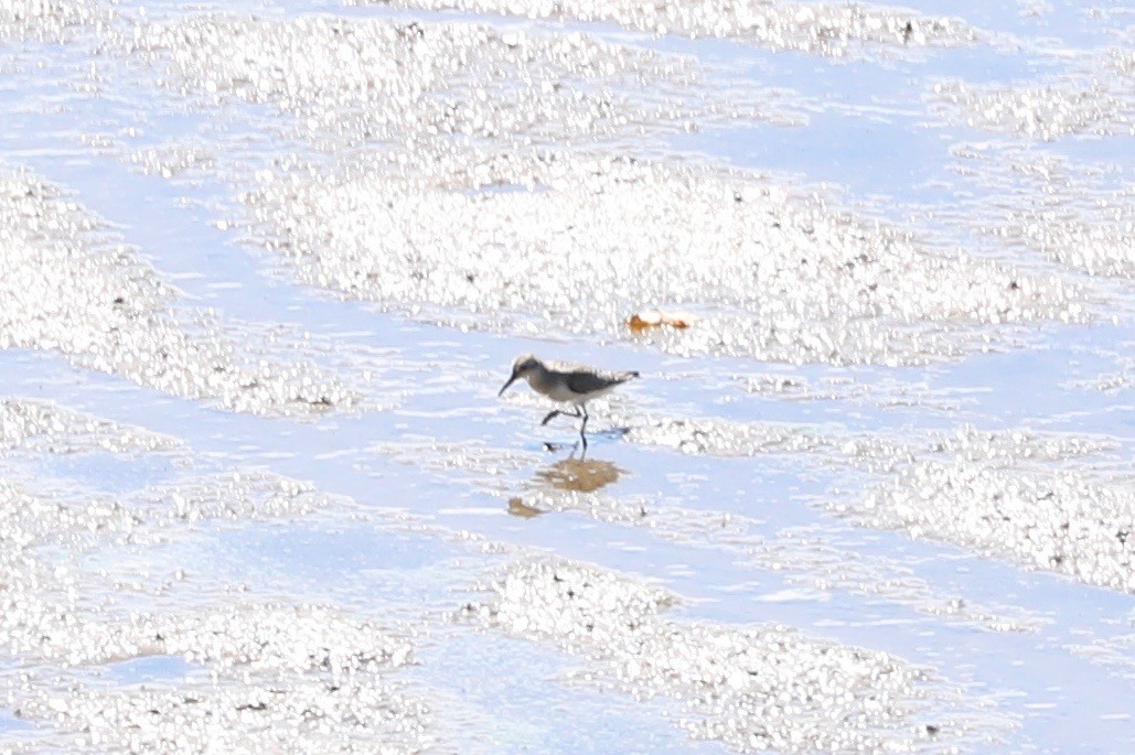 Western Sandpiper - ML608357958