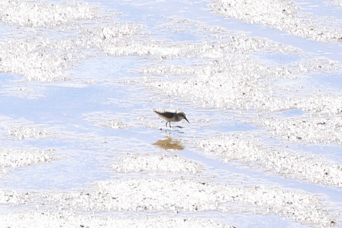 Western Sandpiper - ML608357961