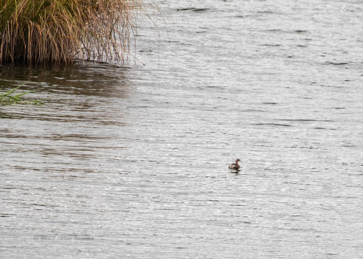 Little Grebe - ML608357962