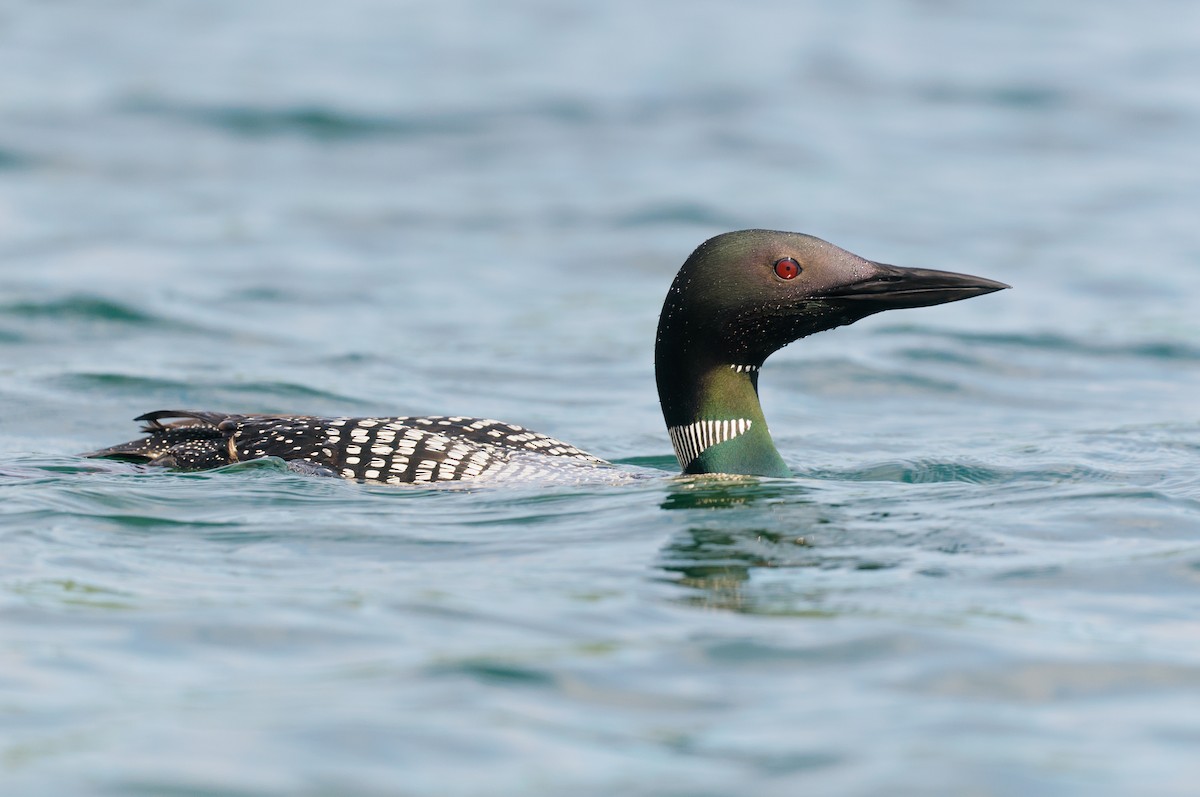 Common Loon - ML608357978