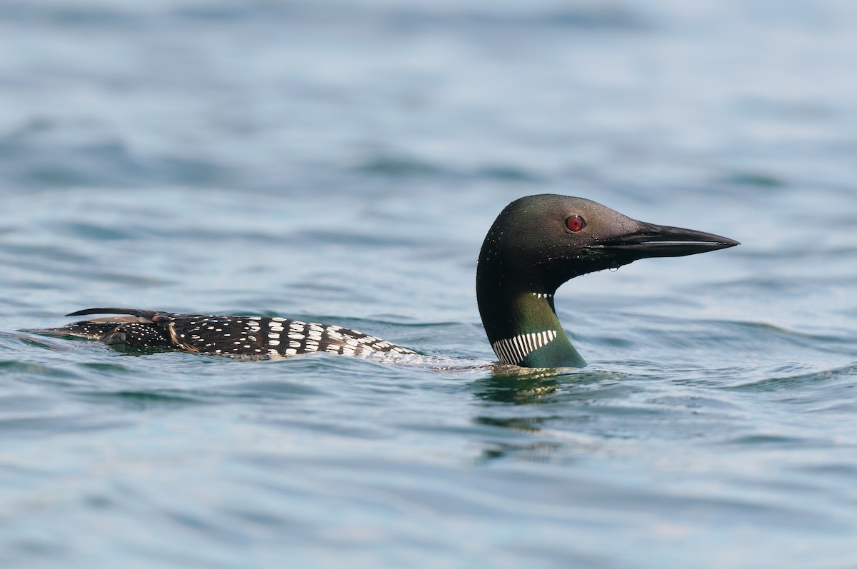 Common Loon - ML608358005