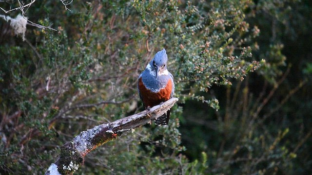 Martin-pêcheur à ventre roux - ML608358050