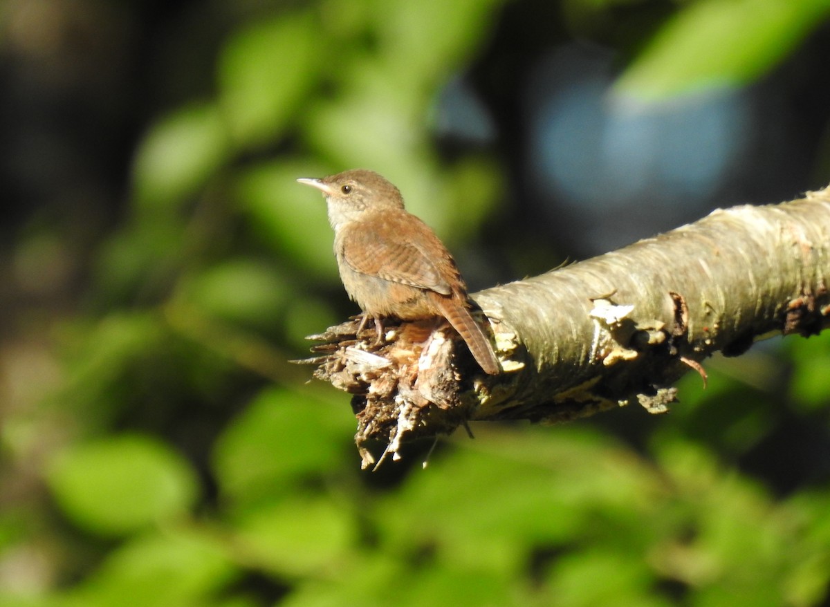 House Wren - ML608358073