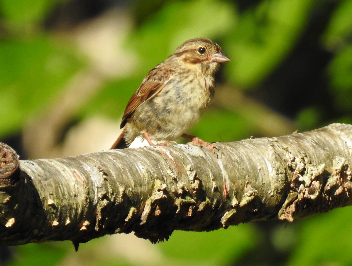 Song Sparrow - Glenn Hodgkins