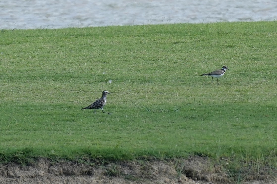 American Golden-Plover - ML608358159