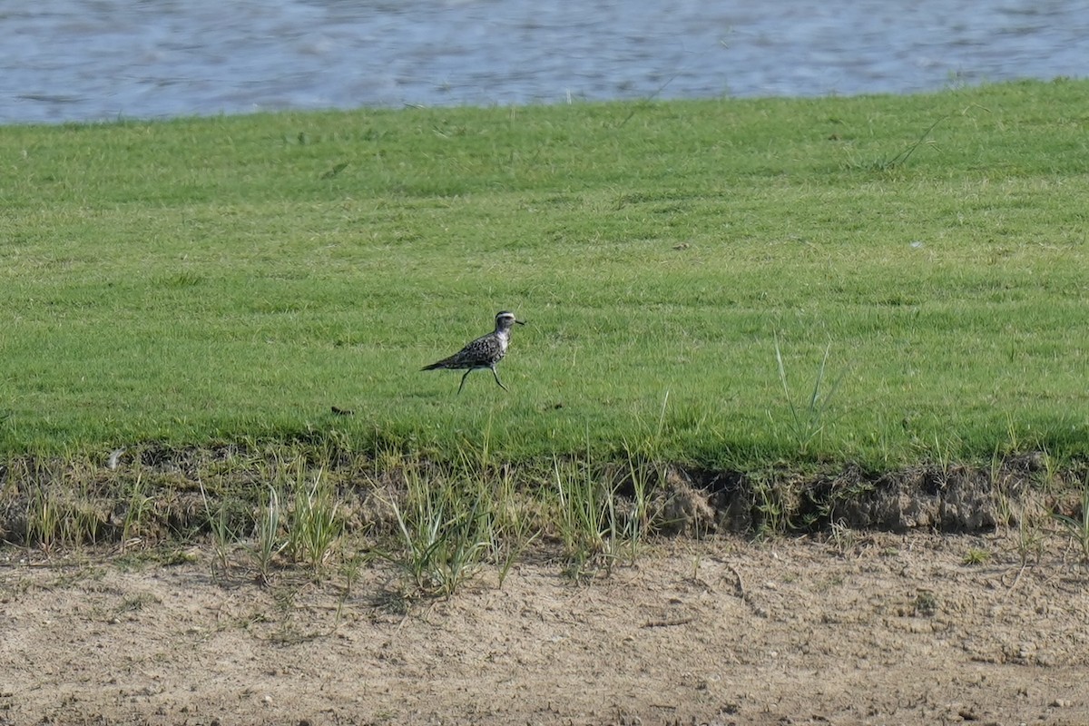 American Golden-Plover - ML608358160