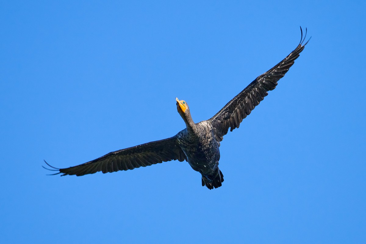 Double-crested Cormorant - ML608358181