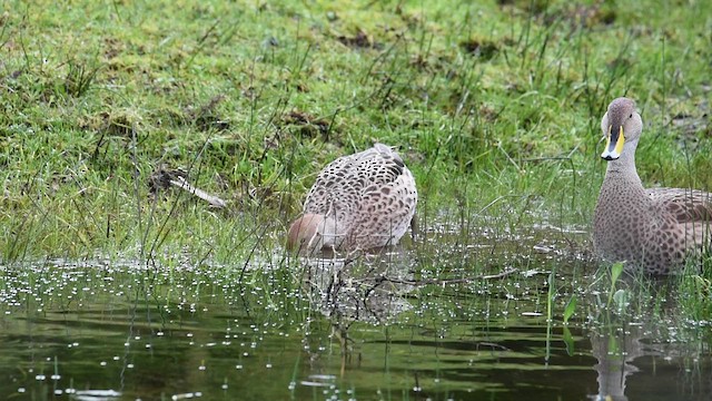 Yellow-billed Pintail - ML608358182