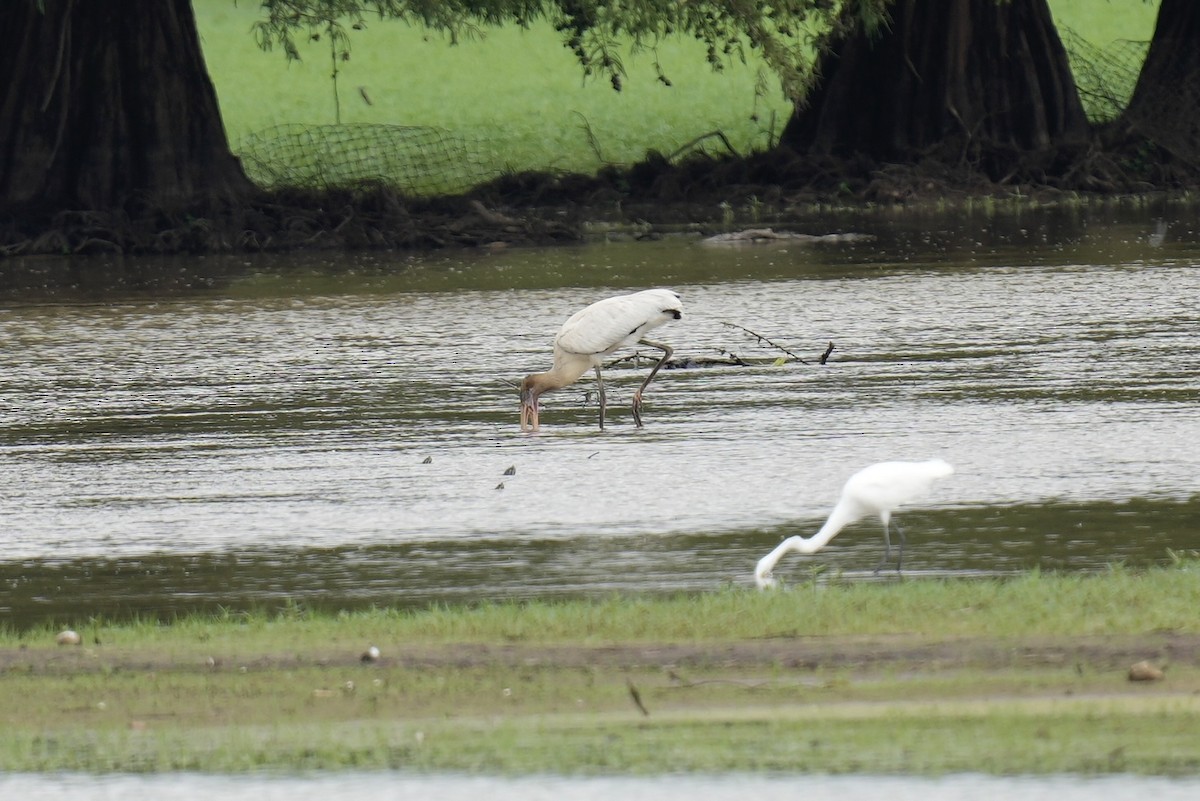 Wood Stork - ML608358207