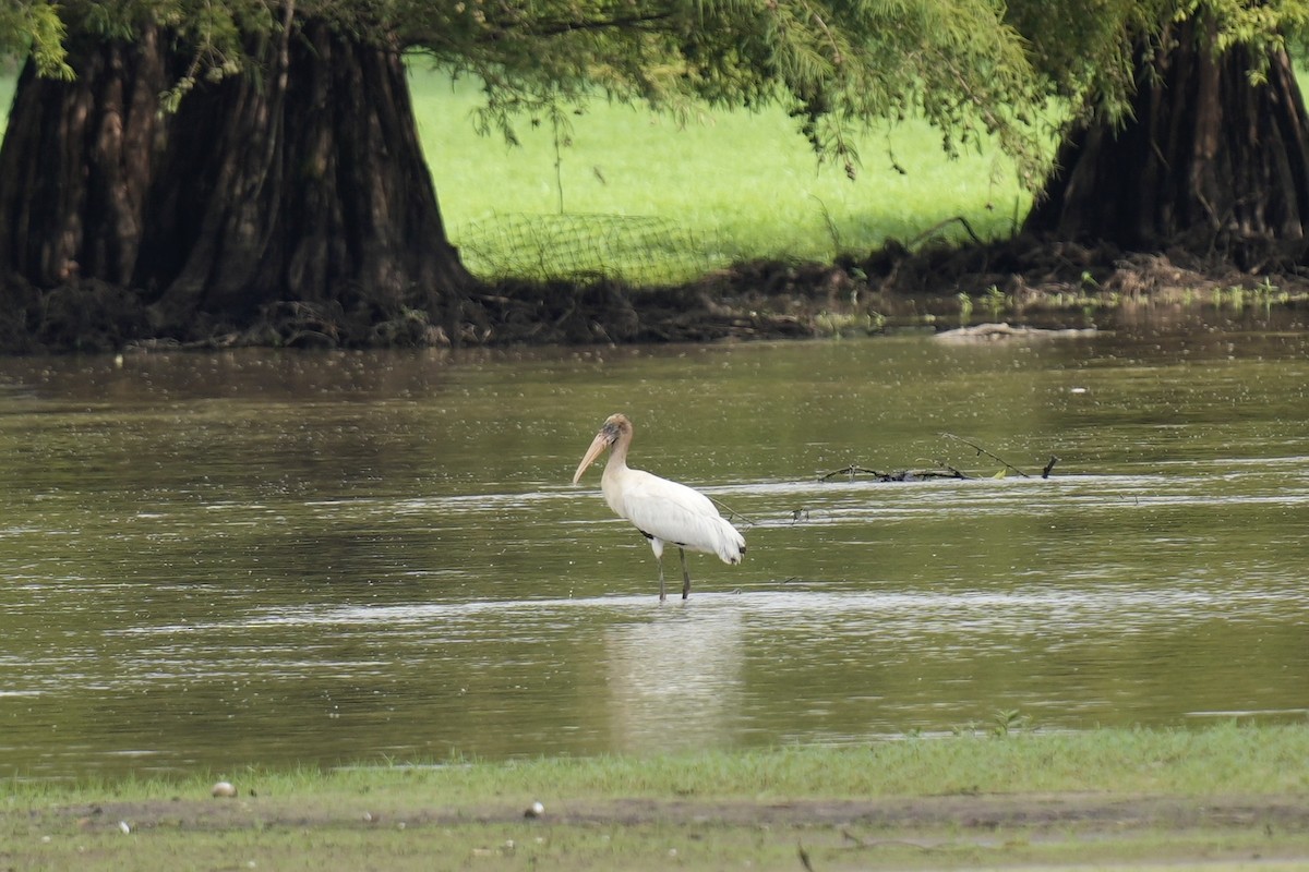 Wood Stork - ML608358208