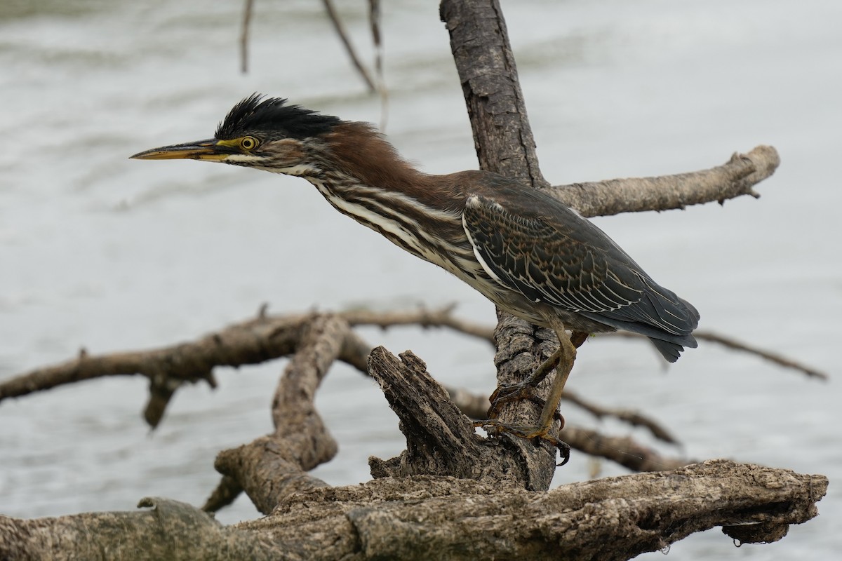 Green Heron - ML608358255