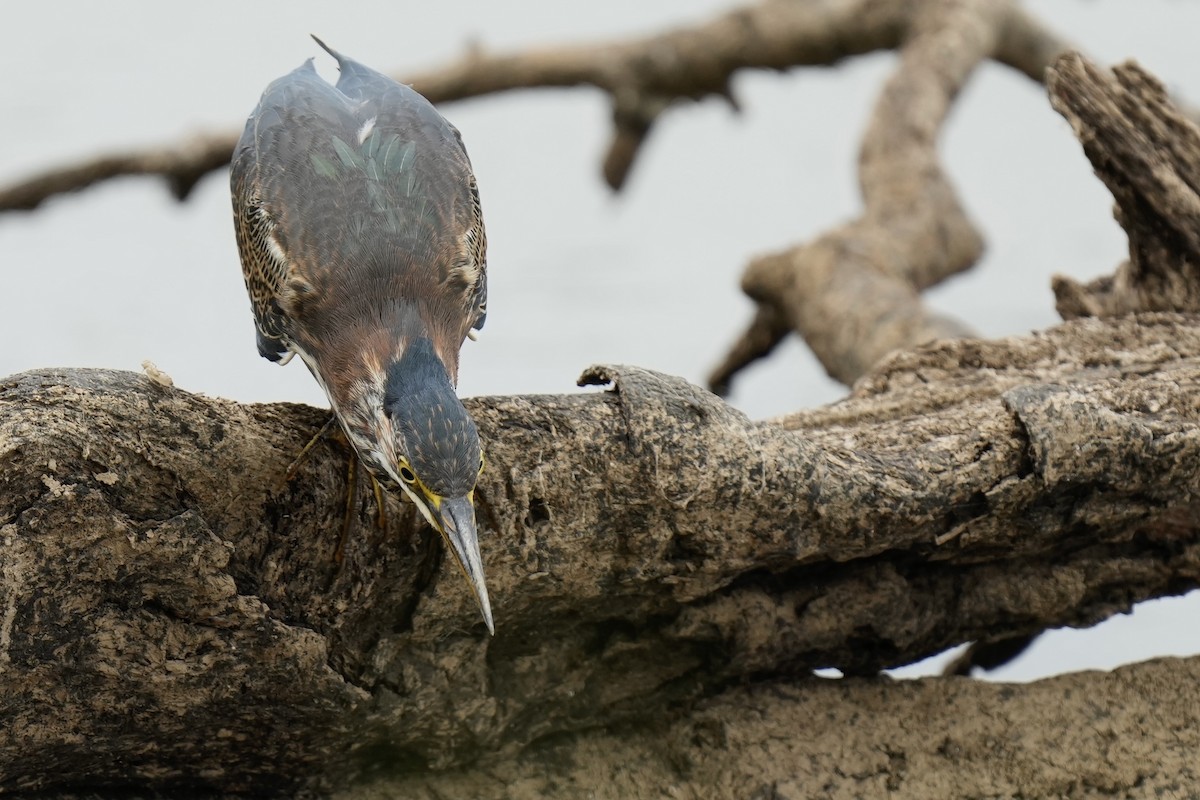 Green Heron - ML608358257