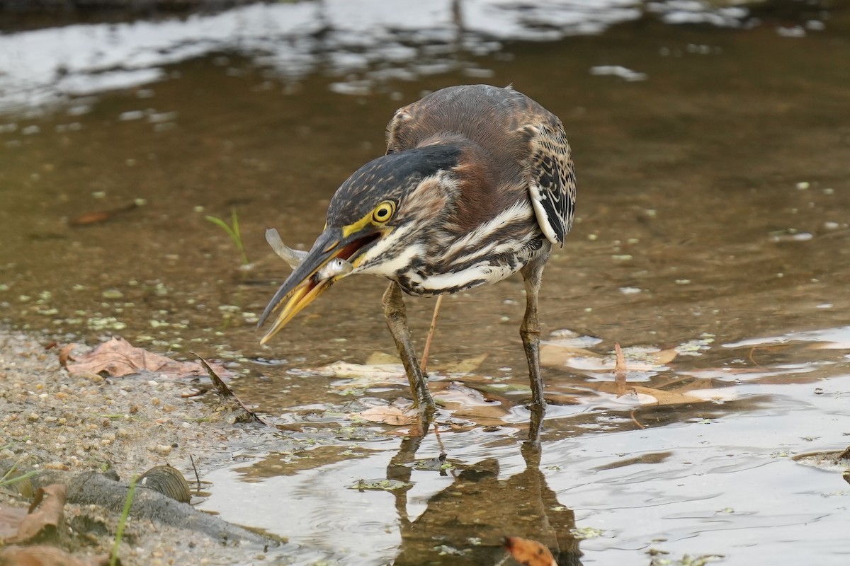 Green Heron - ML608358258