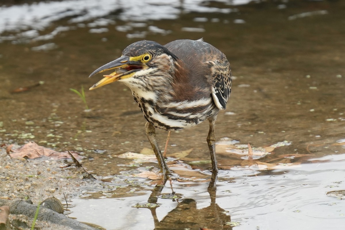 Green Heron - ML608358260