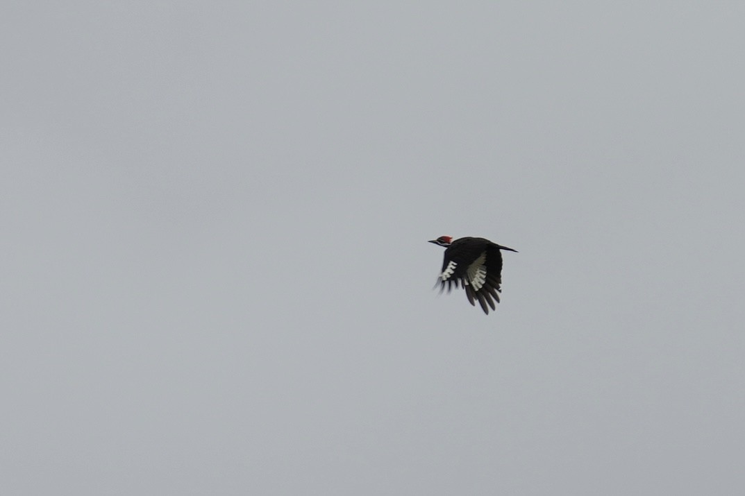 Pileated Woodpecker - ML608358272