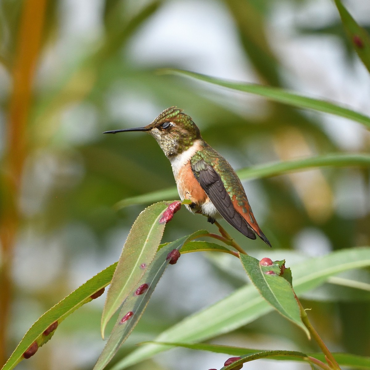 Rufous Hummingbird - ML608358280