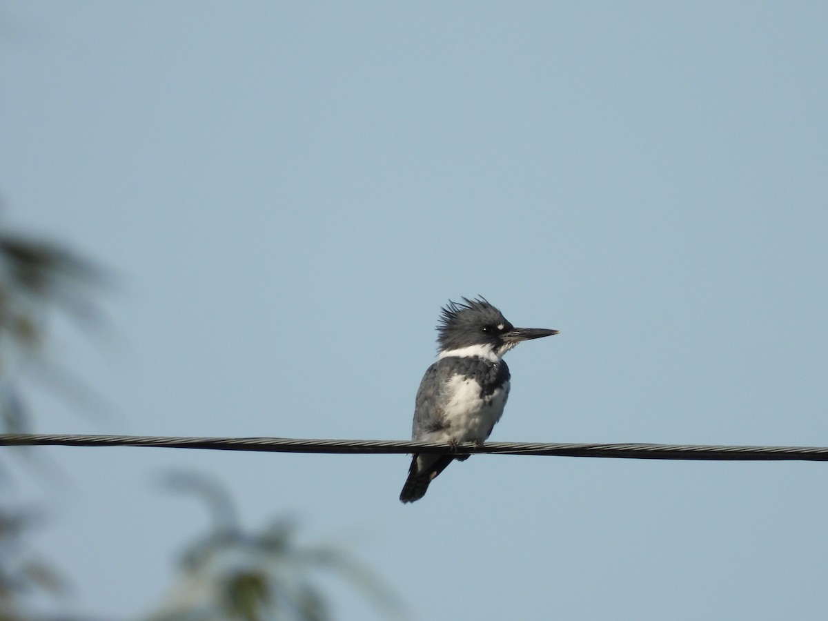 Belted Kingfisher - ML608358343