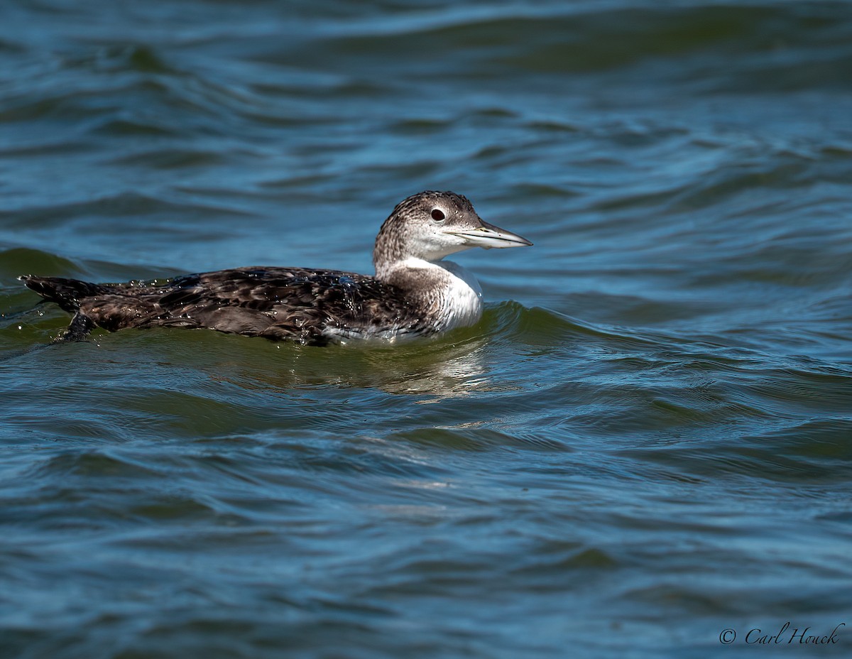 Plongeon huard - ML608358403