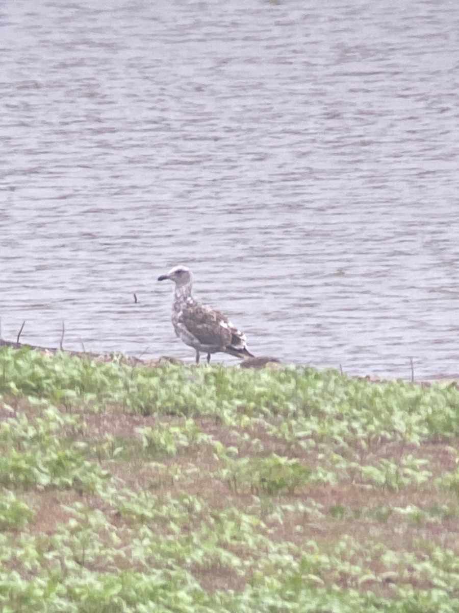 Western Gull - ML608358409