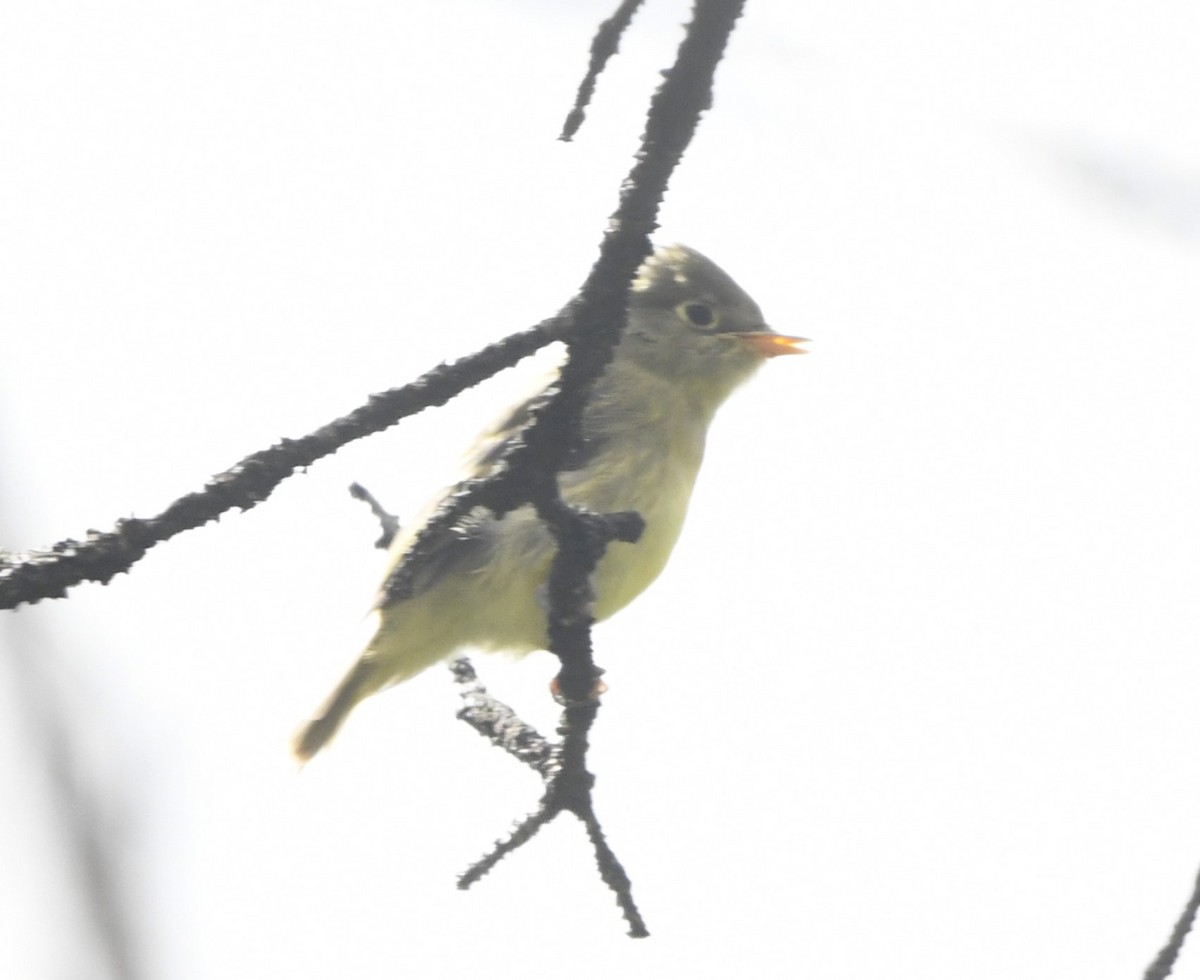 Western Flycatcher (Cordilleran) - ML608358476