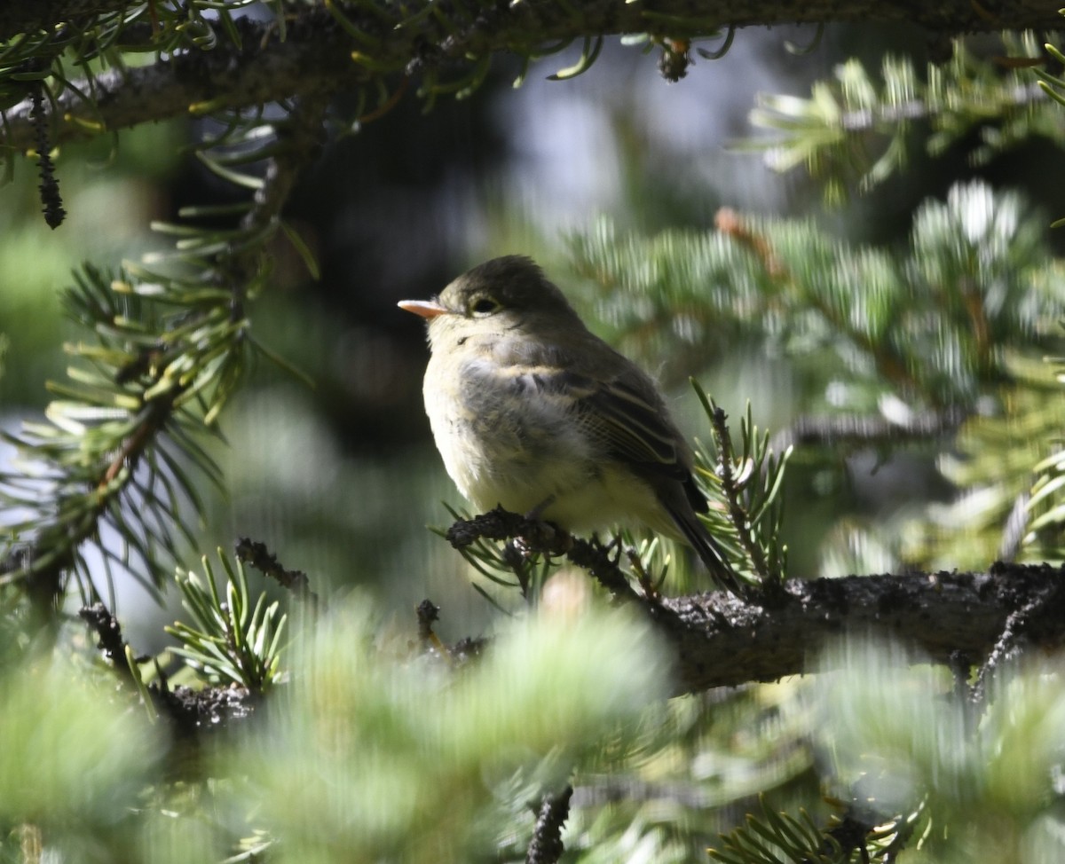 Western Flycatcher (Cordilleran) - ML608358480