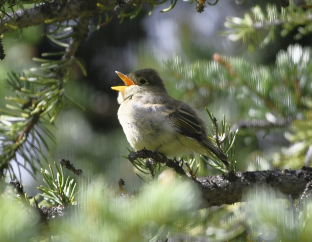 Western Flycatcher (Cordilleran) - Zachary Peterson