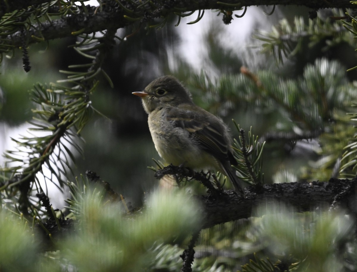 Western Flycatcher (Cordilleran) - ML608358486