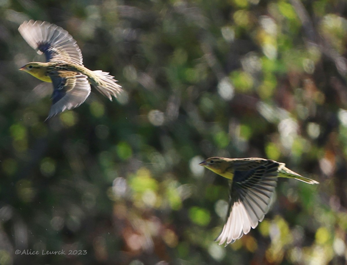 Bobolink - ML608358661