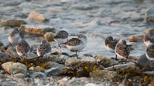 Semipalmated Sandpiper - ML608358712