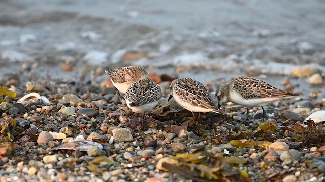 Semipalmated Sandpiper - ML608358713