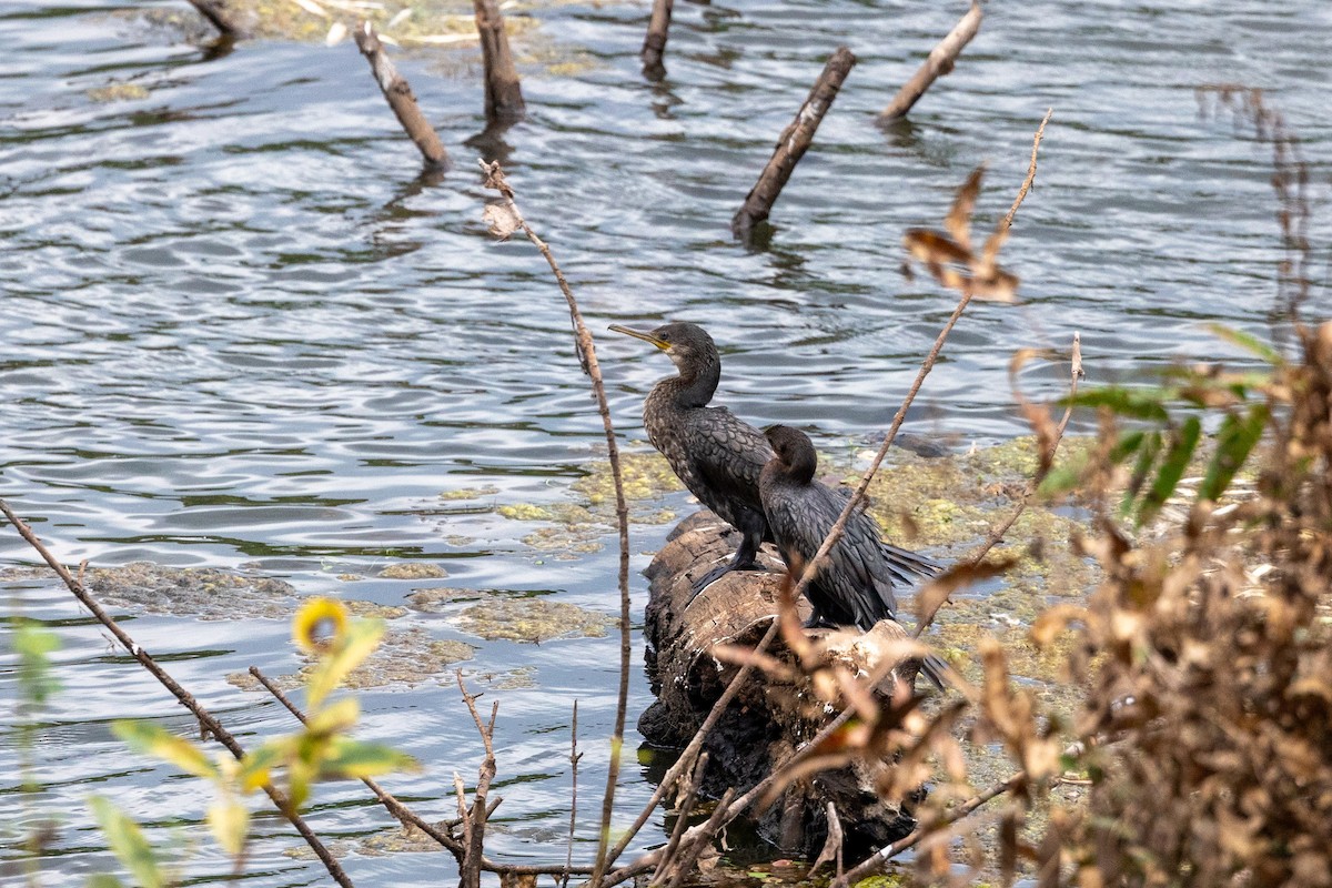 Cormorán de Java - ML608358735