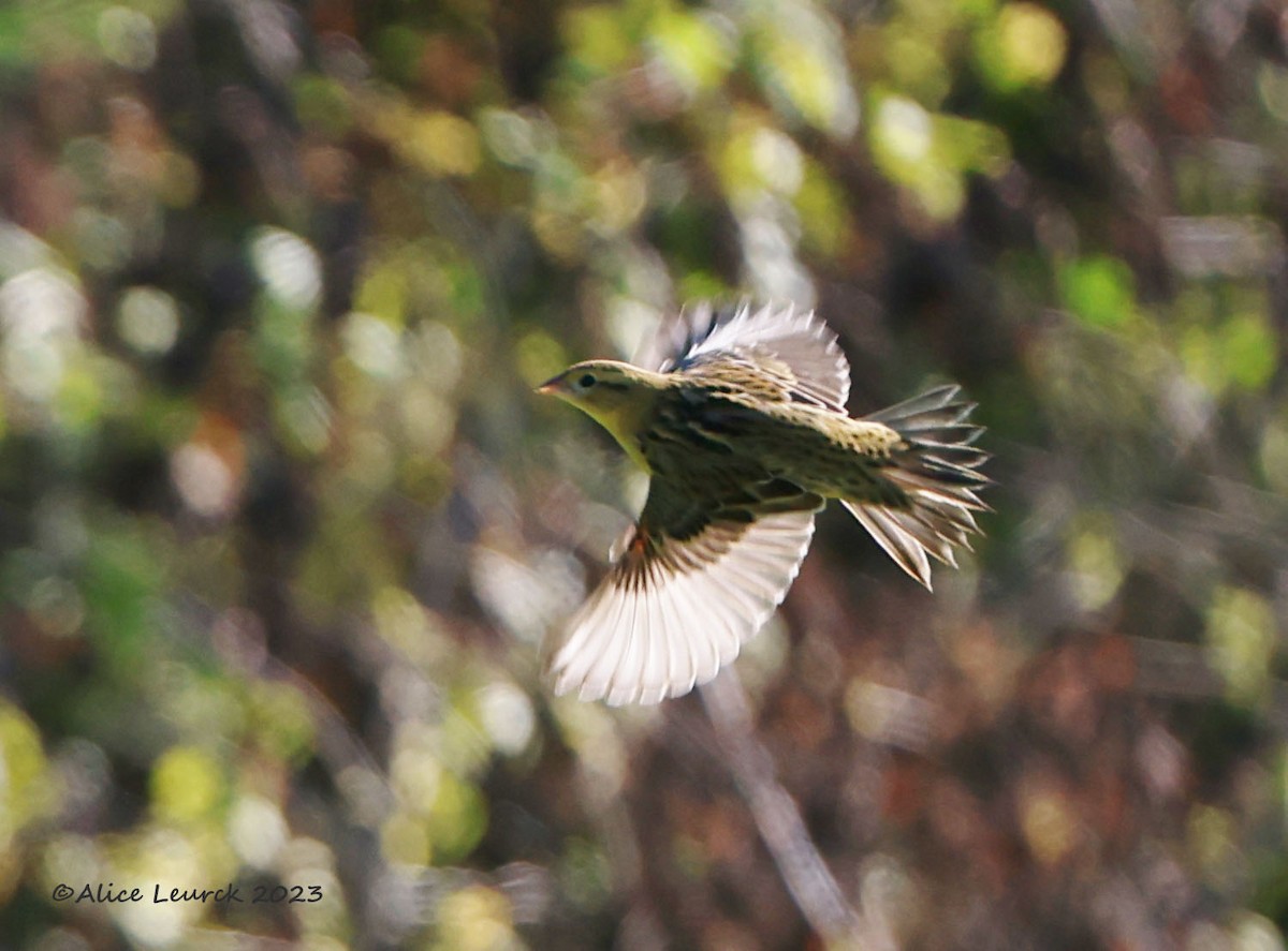 Bobolink - ML608358776