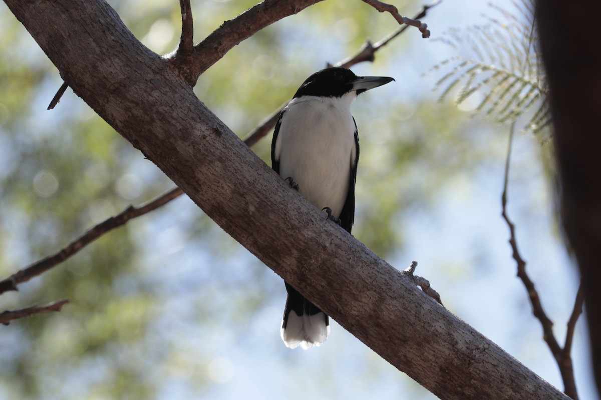 Black-backed Butcherbird - ML608358833