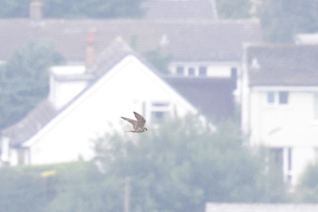 Eurasian Hobby - ML608358902