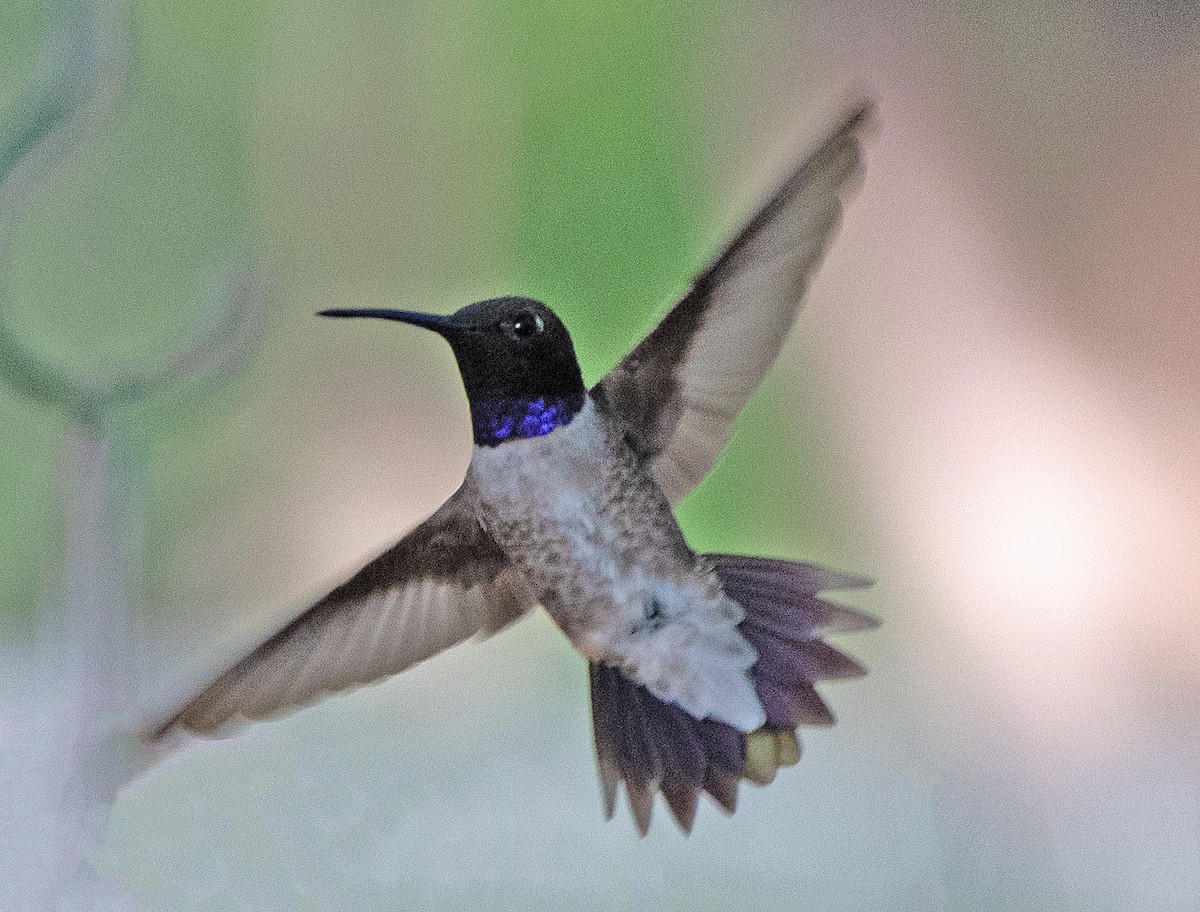 Black-chinned Hummingbird - ML608358991
