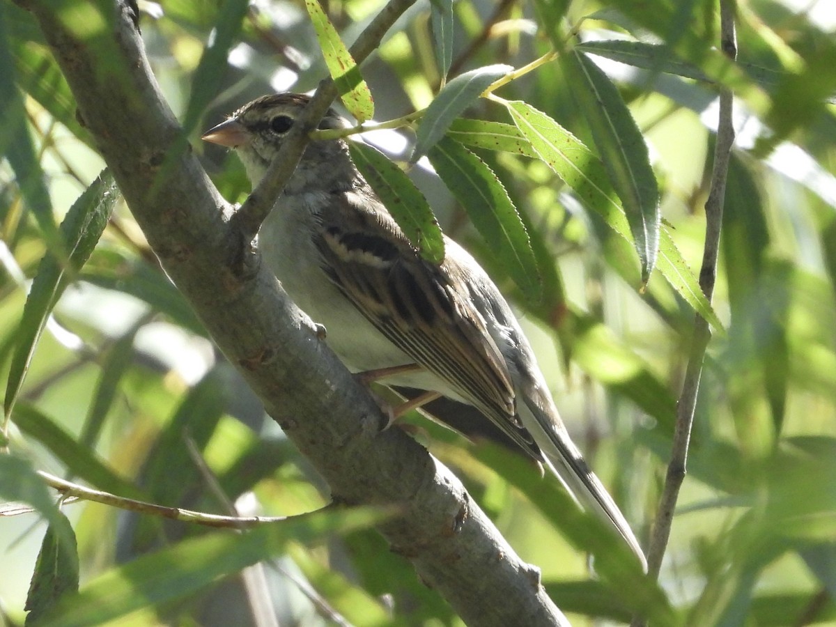 Chingolo Arlequín - ML608359054