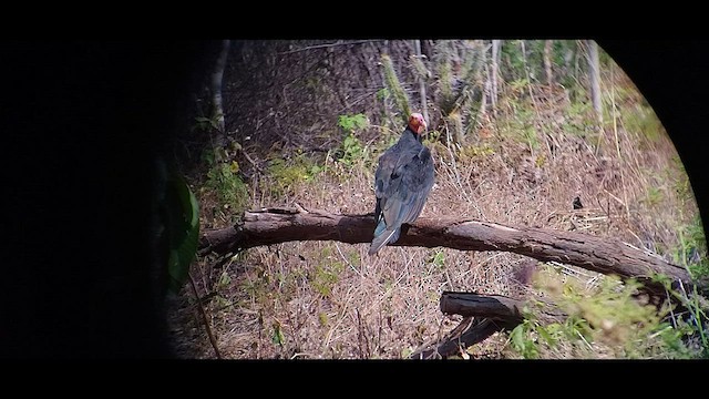 Lesser Yellow-headed Vulture - ML608359106