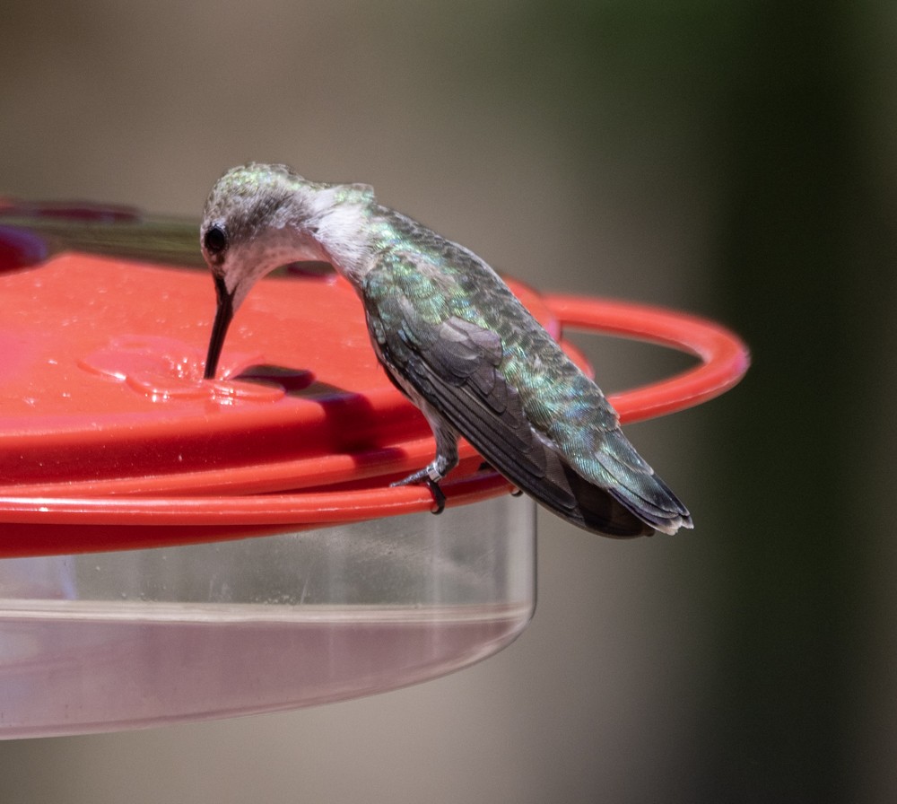 Black-chinned Hummingbird - ML608359140