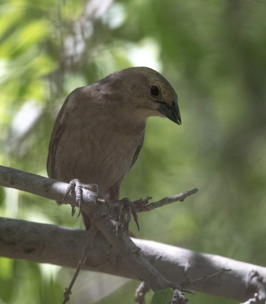 Brown-headed Cowbird - ML608359223