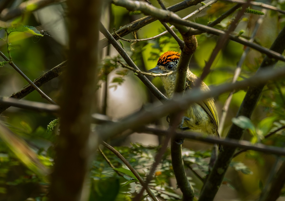 Fine-barred Piculet - ML608359228