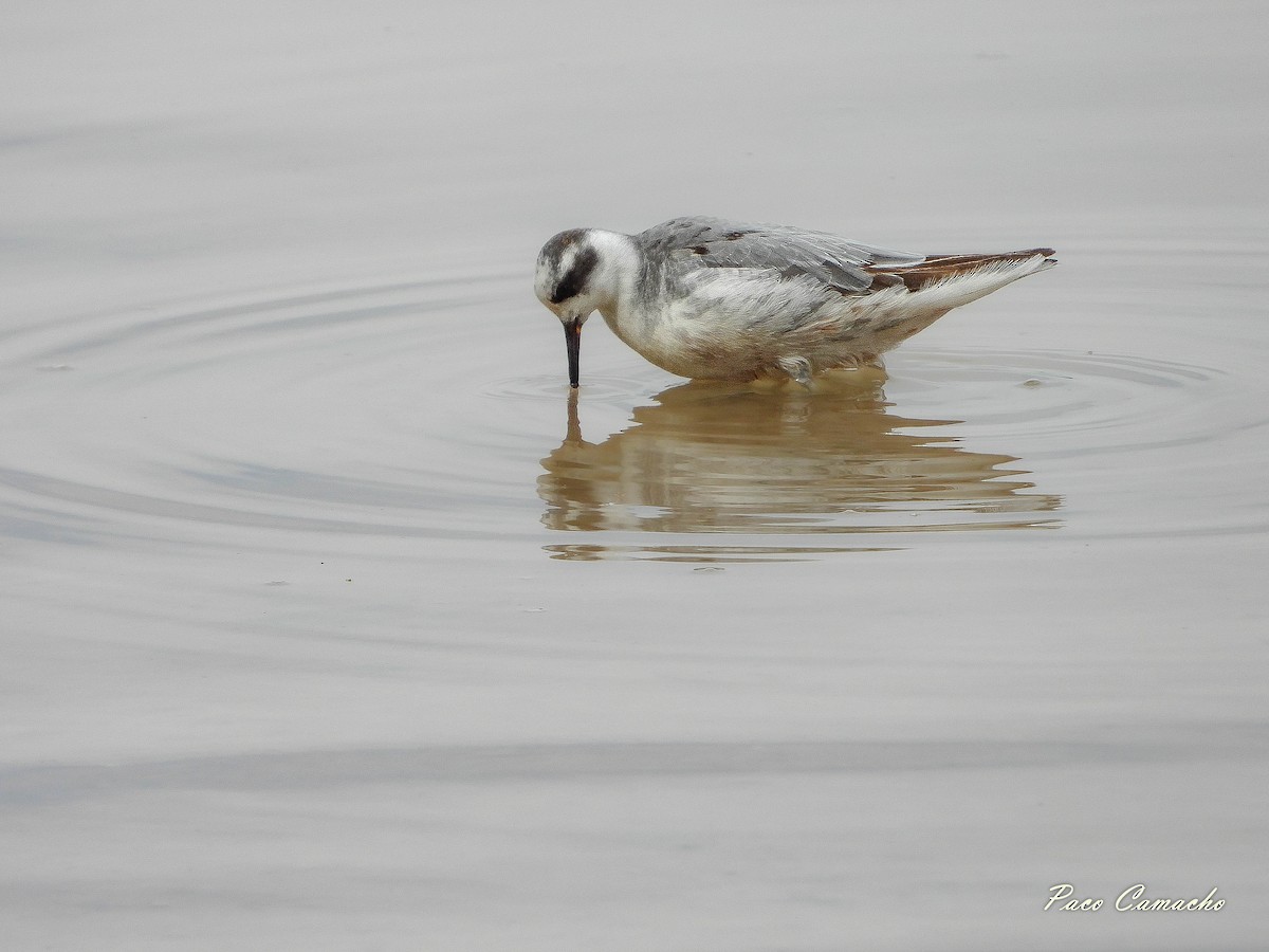 Red Phalarope - Paco Camacho