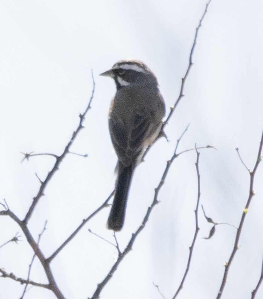 Black-throated Sparrow - ML608359275