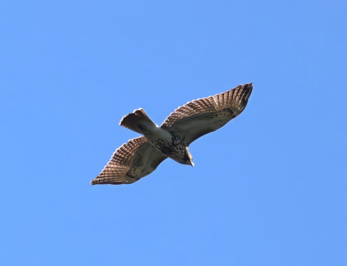 Red-tailed Hawk - ML608359289