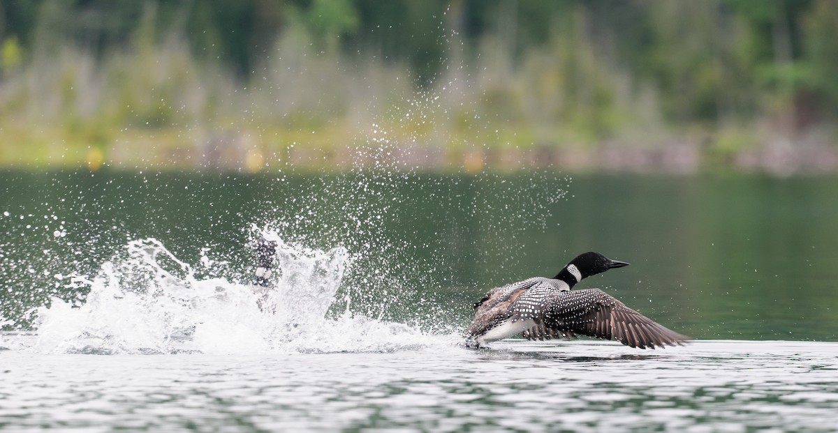 Common Loon - ML608359299