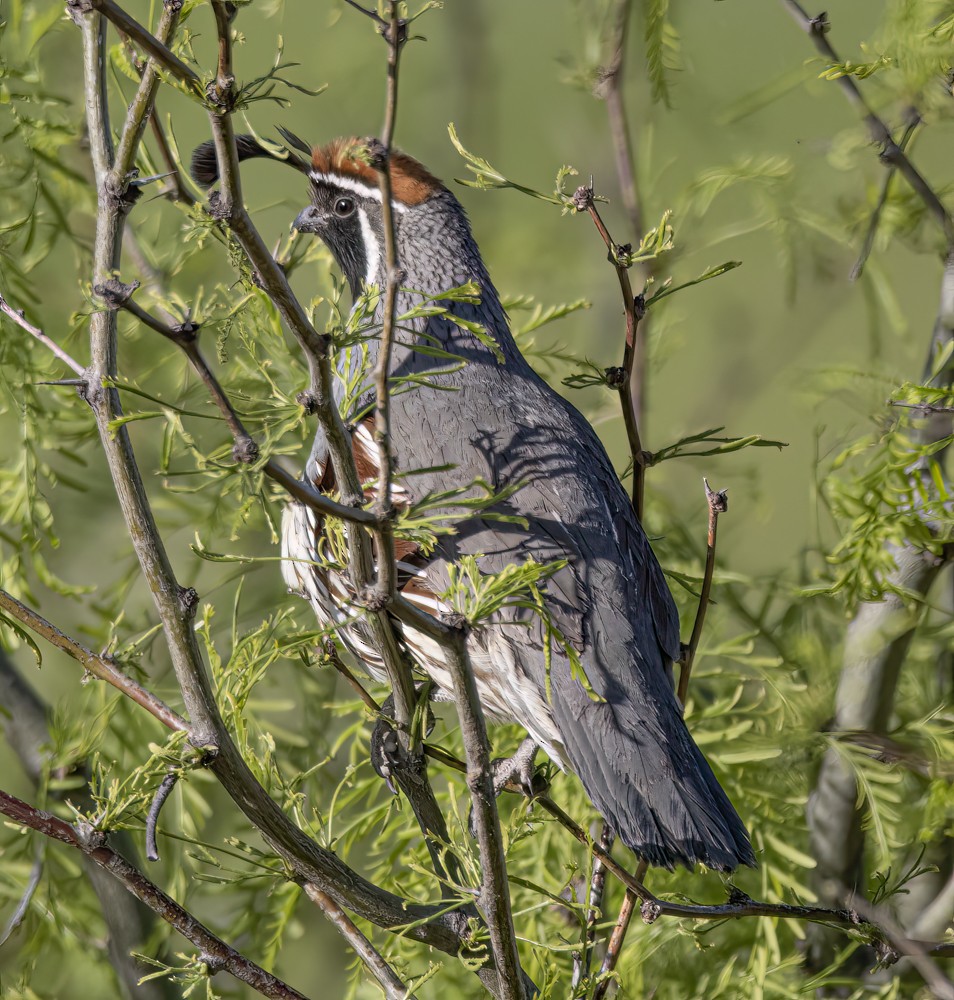 Gambel's Quail - ML608359303