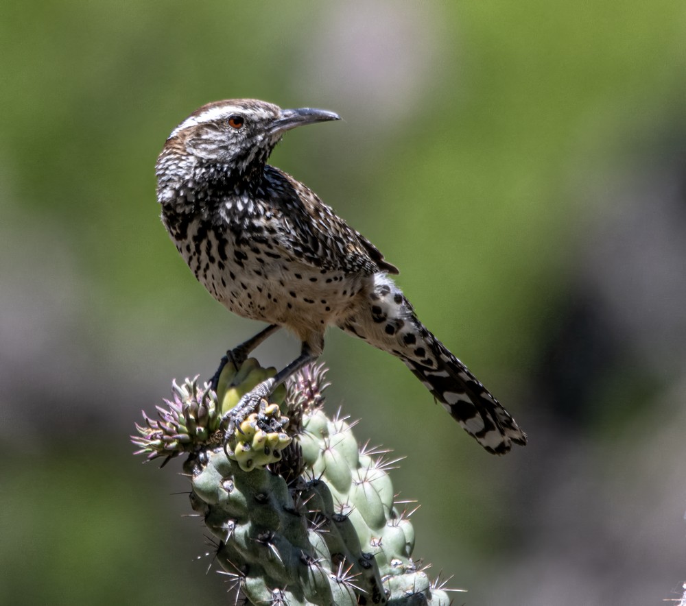 Cactus Wren - ML608359336