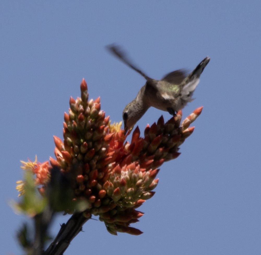 Black-chinned Hummingbird - ML608359337