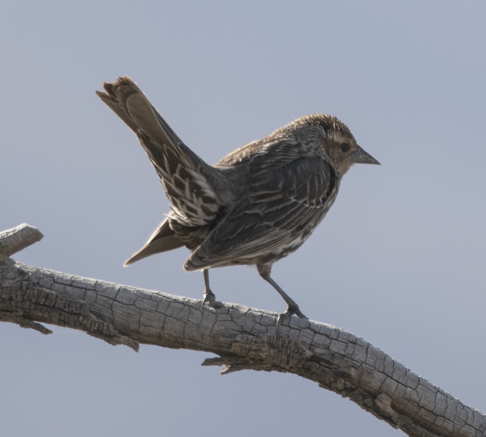 Cactus Wren - ML608359338